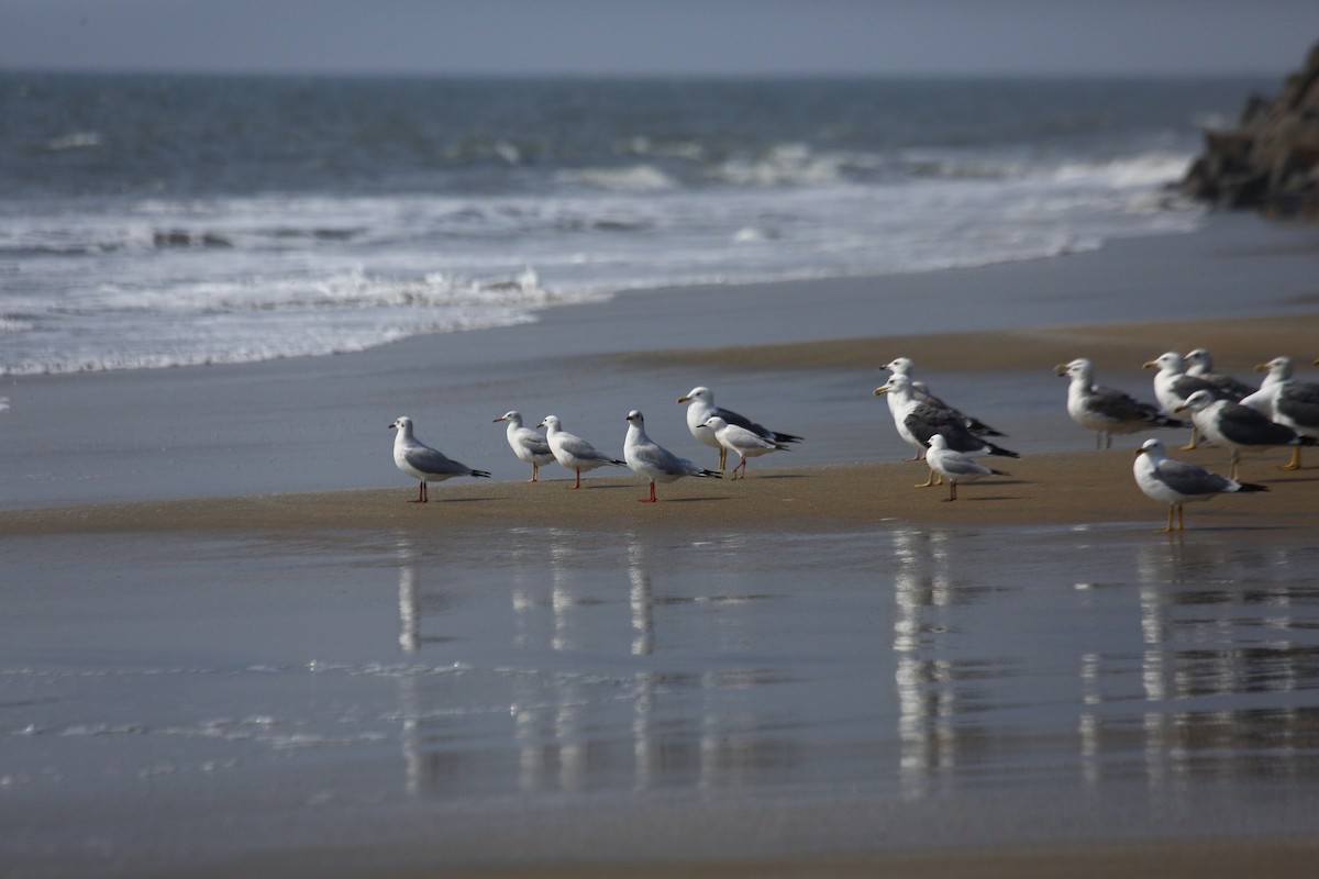 Lesser Black-backed Gull - ML631560447