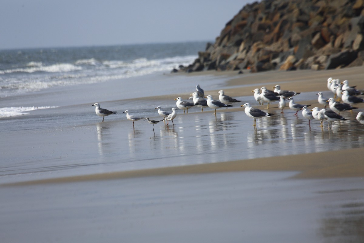Lesser Black-backed Gull - ML631560449