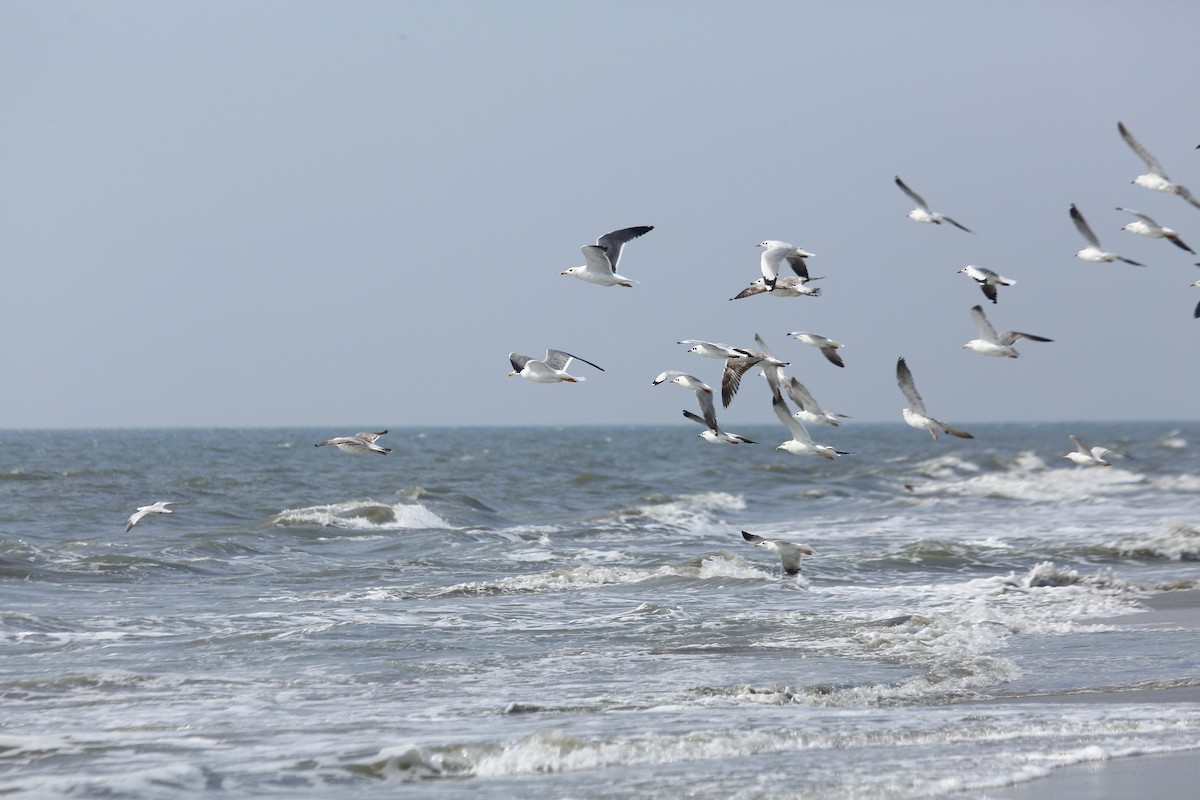 Lesser Black-backed Gull - ML631560450