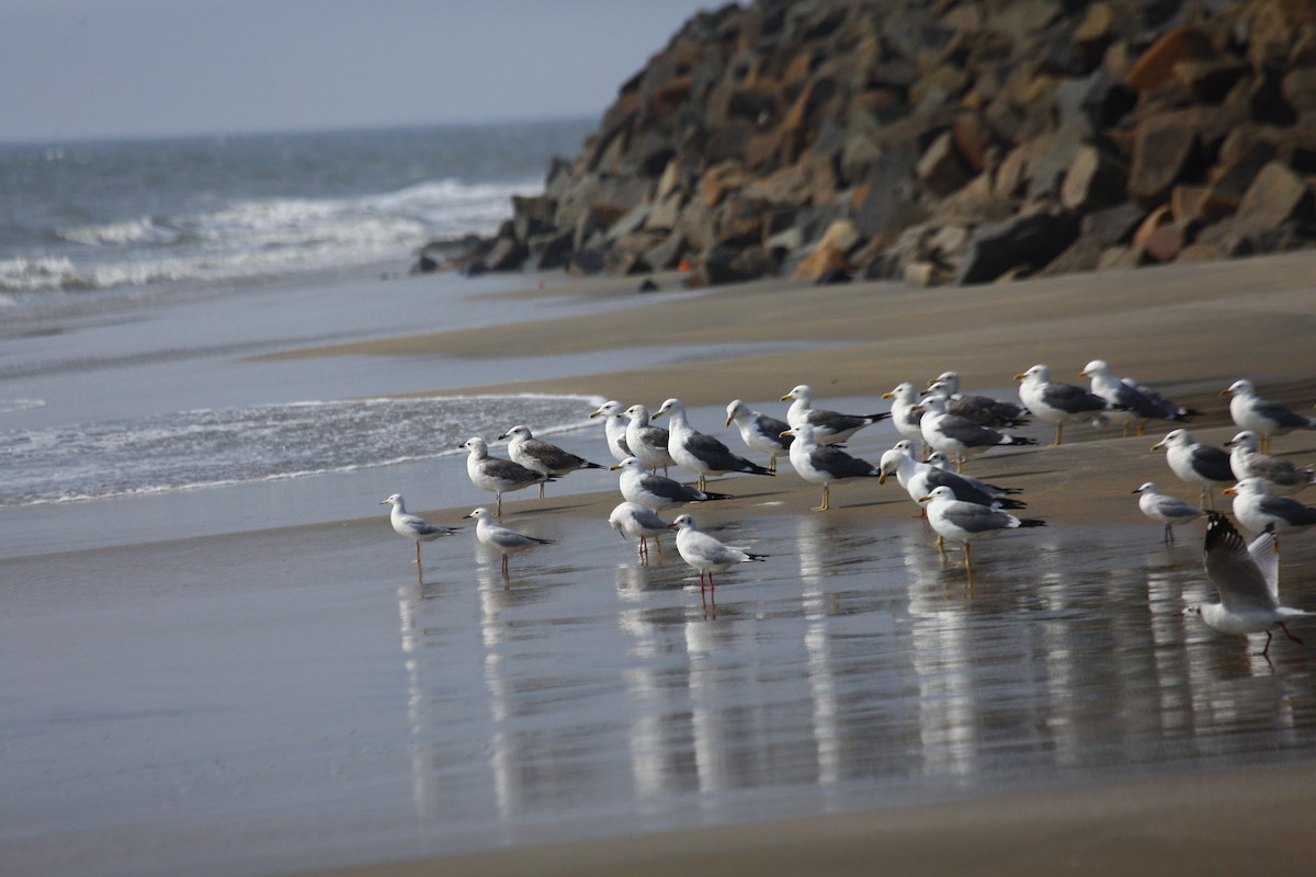 Lesser Black-backed Gull - ML631560451