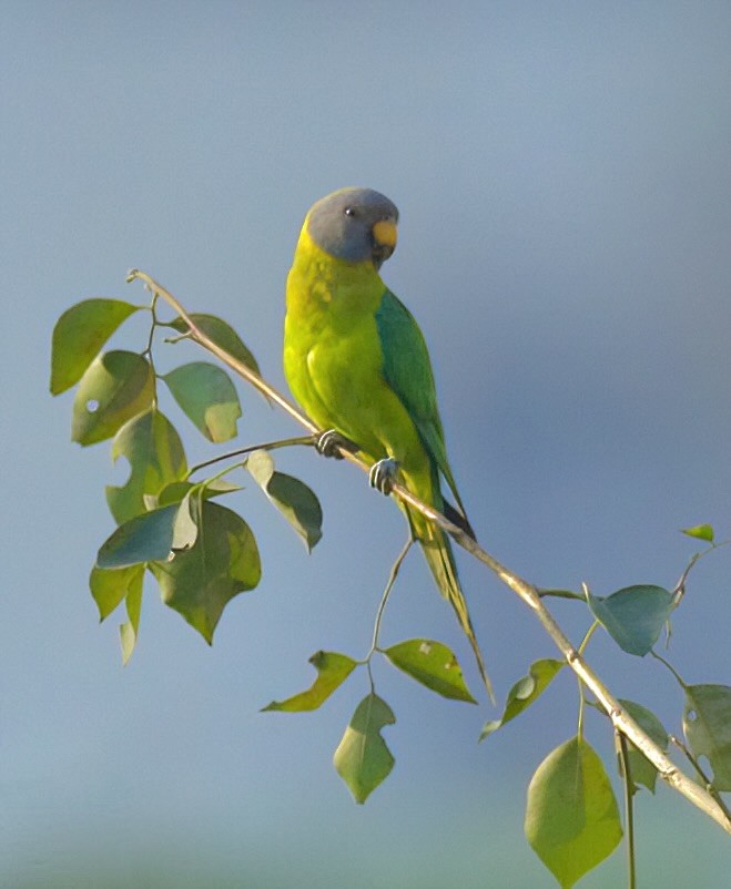 Plum-headed Parakeet - ML631560492