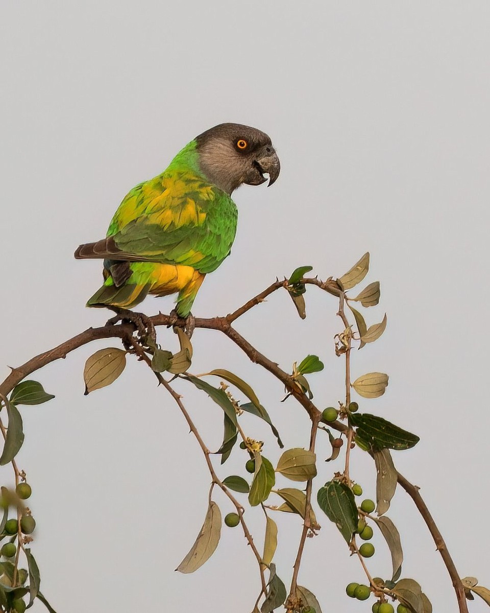 Senegal Parrot - ML631560786