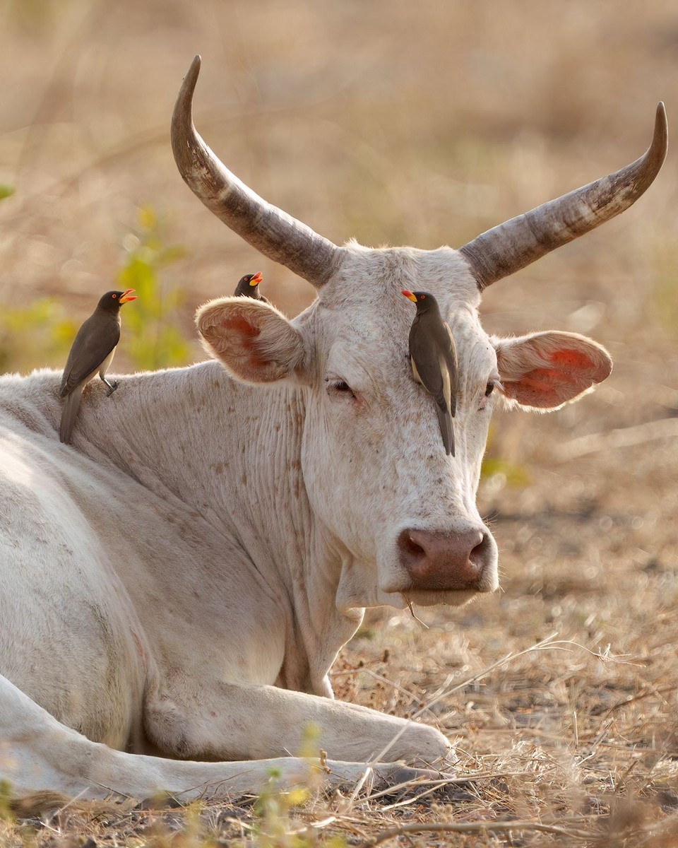 Yellow-billed Oxpecker - ML631560793