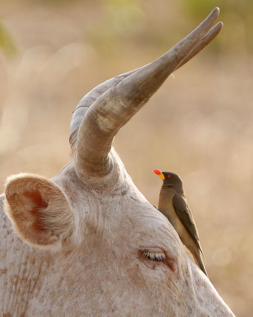 Yellow-billed Oxpecker - ML631560794