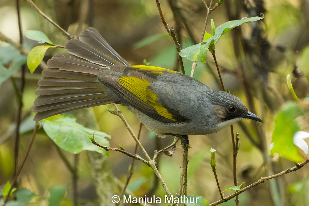 Ashy Bulbul - ML631560799