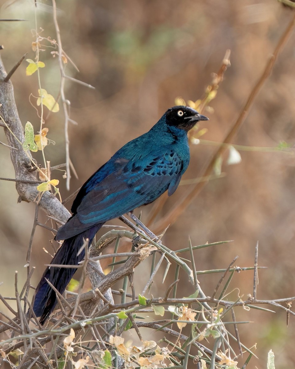 Long-tailed Glossy Starling - ML631560814