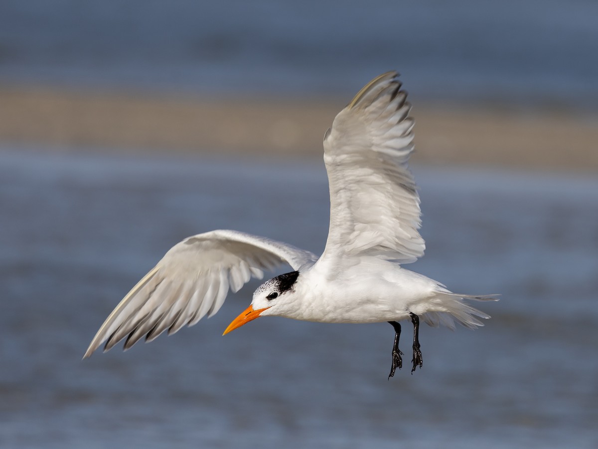 Royal Tern - ML631560854