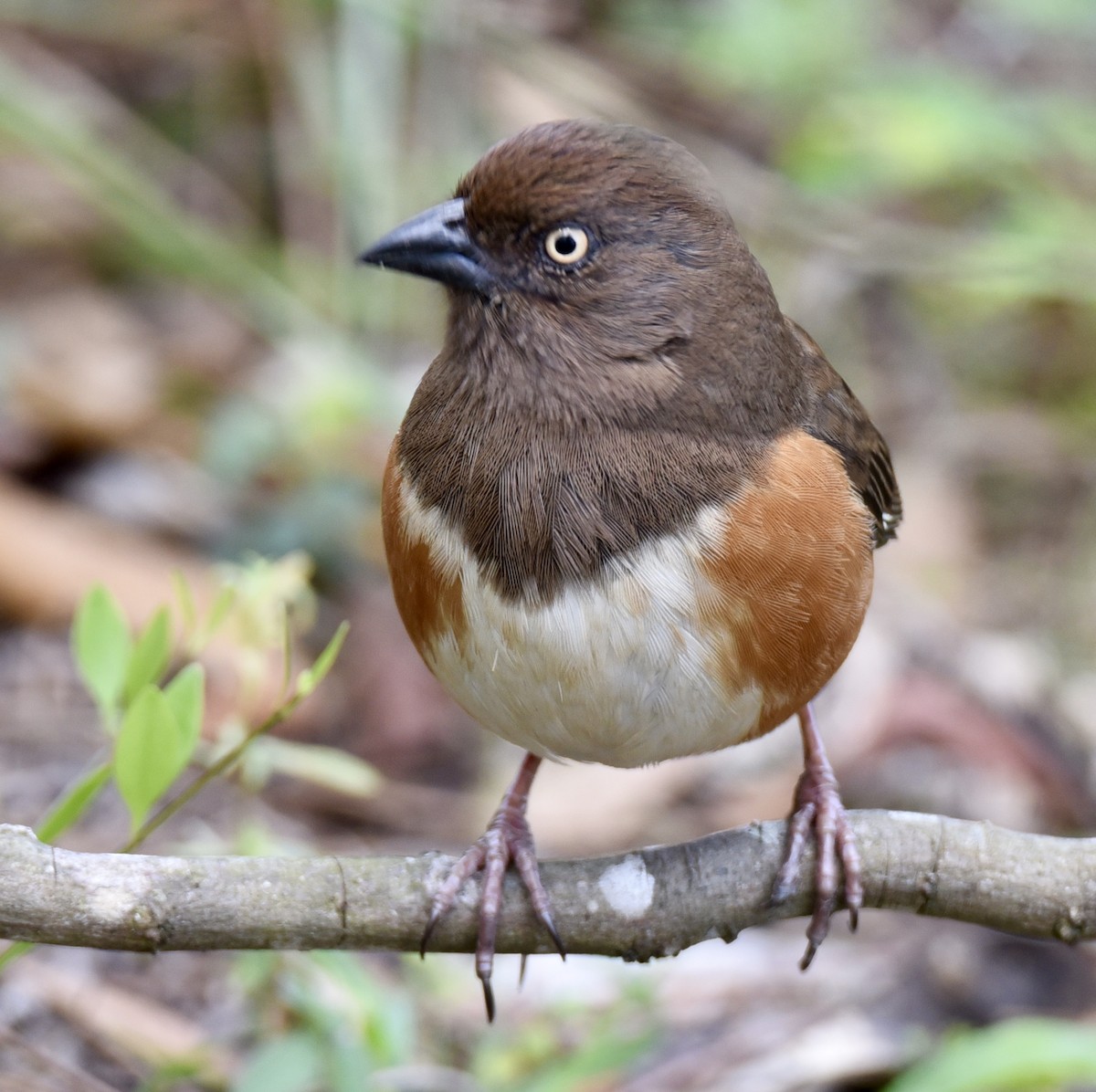 Eastern Towhee - ML631560984