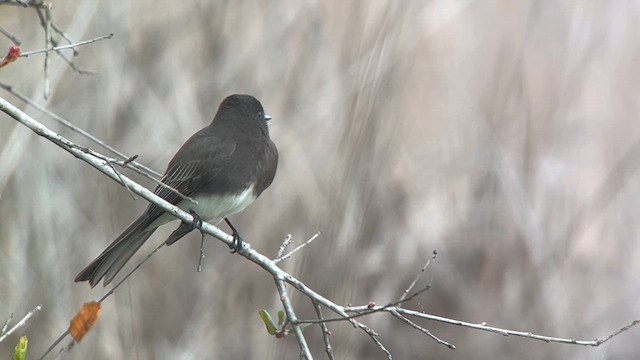 Феб чорний - ML631561146