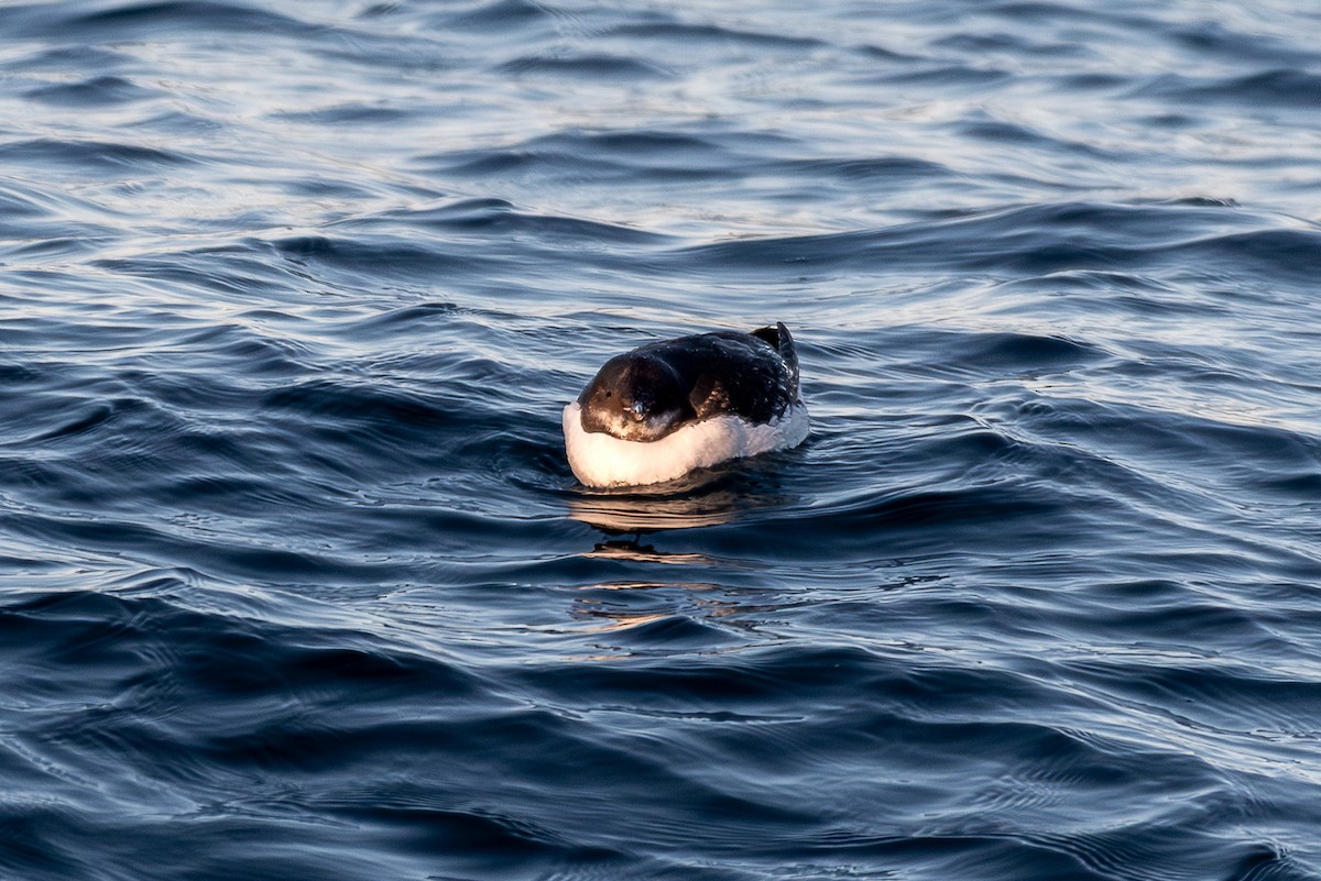 Thick-billed Murre - ML631561283