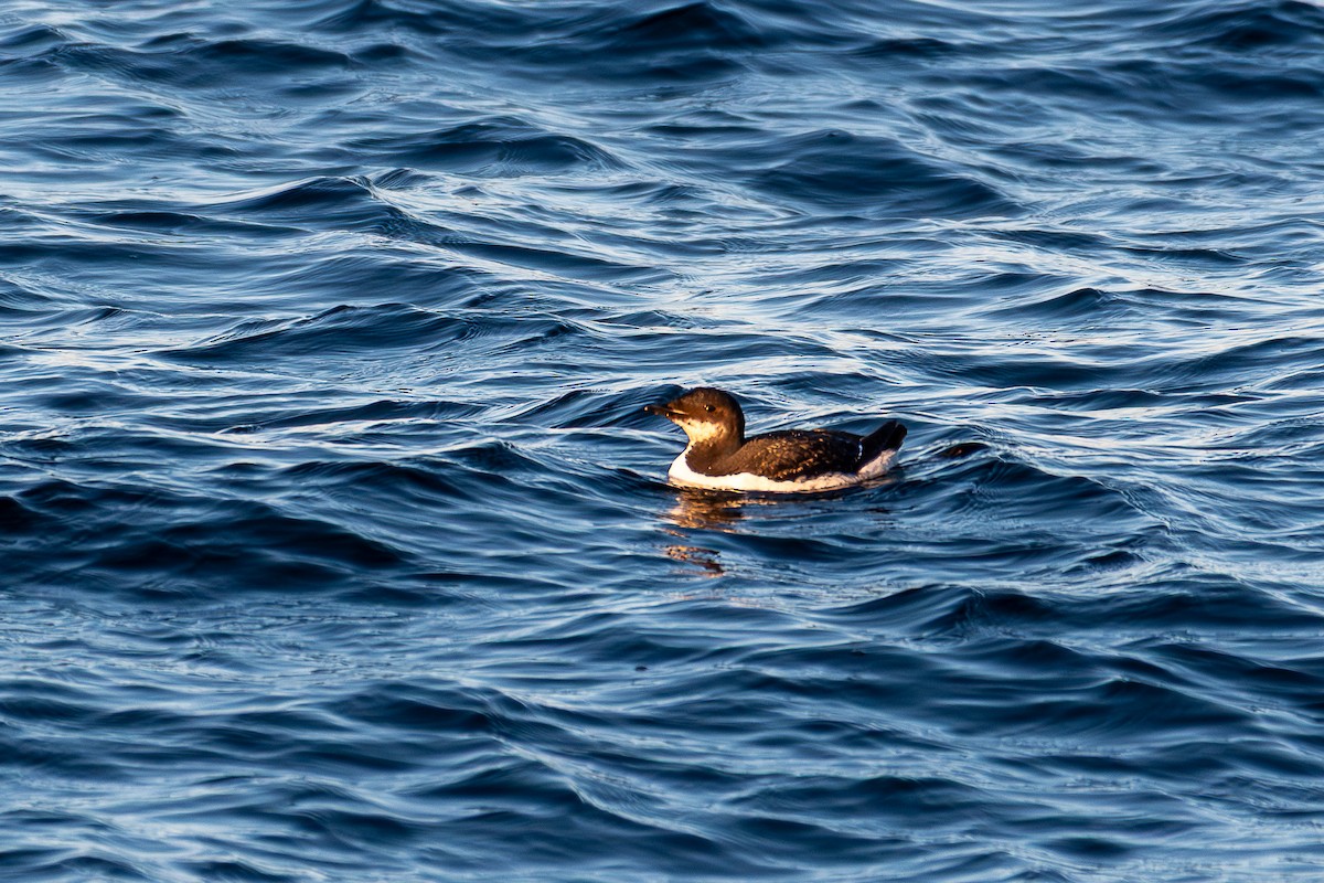 Thick-billed Murre - ML631561288