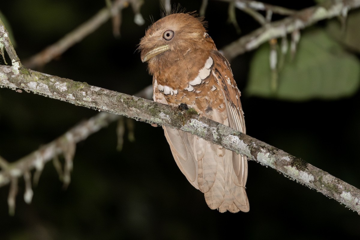 Philippine Frogmouth - ML631561384