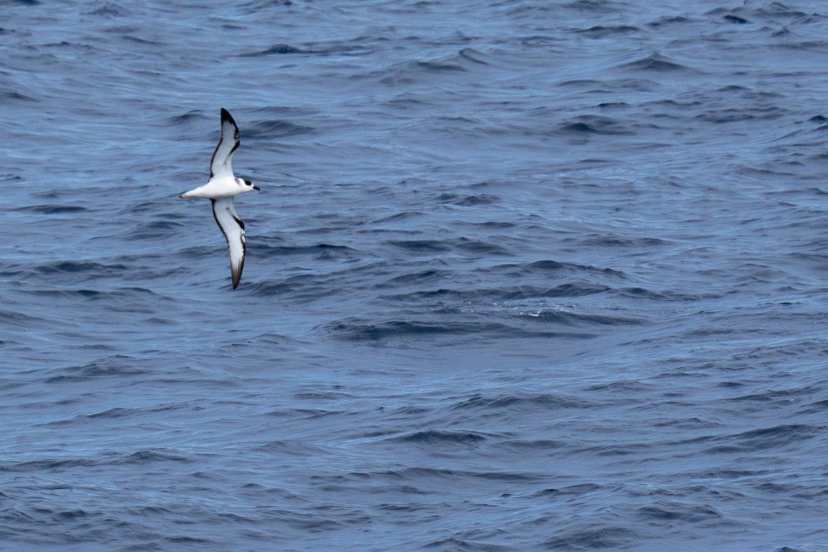 White-necked Petrel - ML631561508