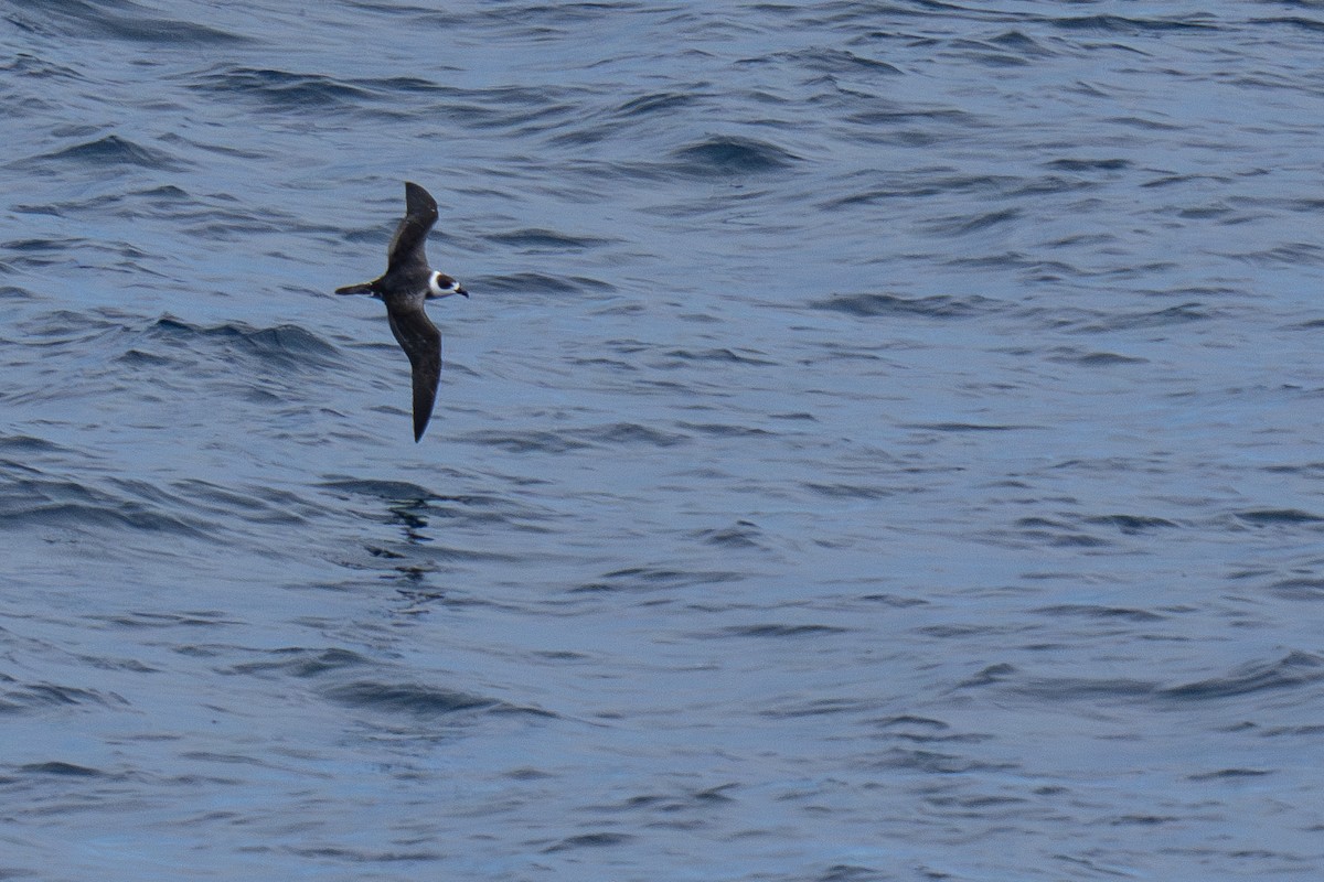 White-necked Petrel - ML631561550