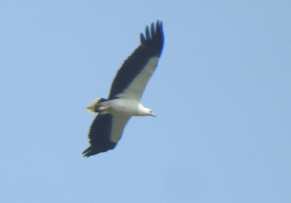White-bellied Sea-Eagle - ML631561762