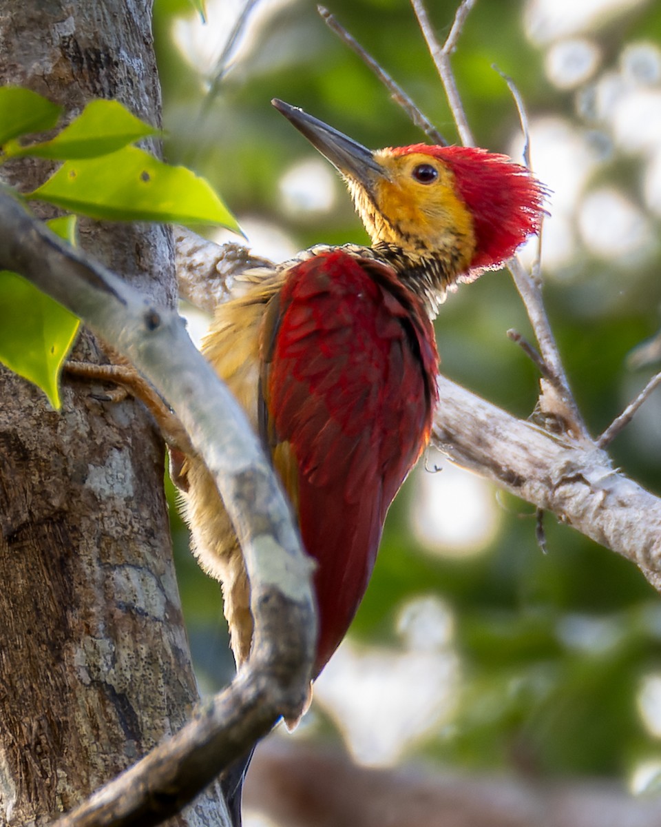 Yellow-faced Flameback - ML631561836