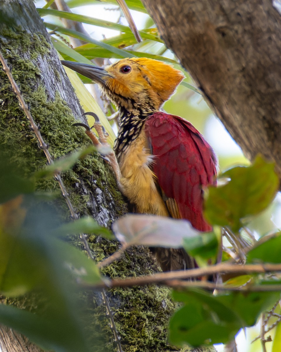Yellow-faced Flameback - ML631561837