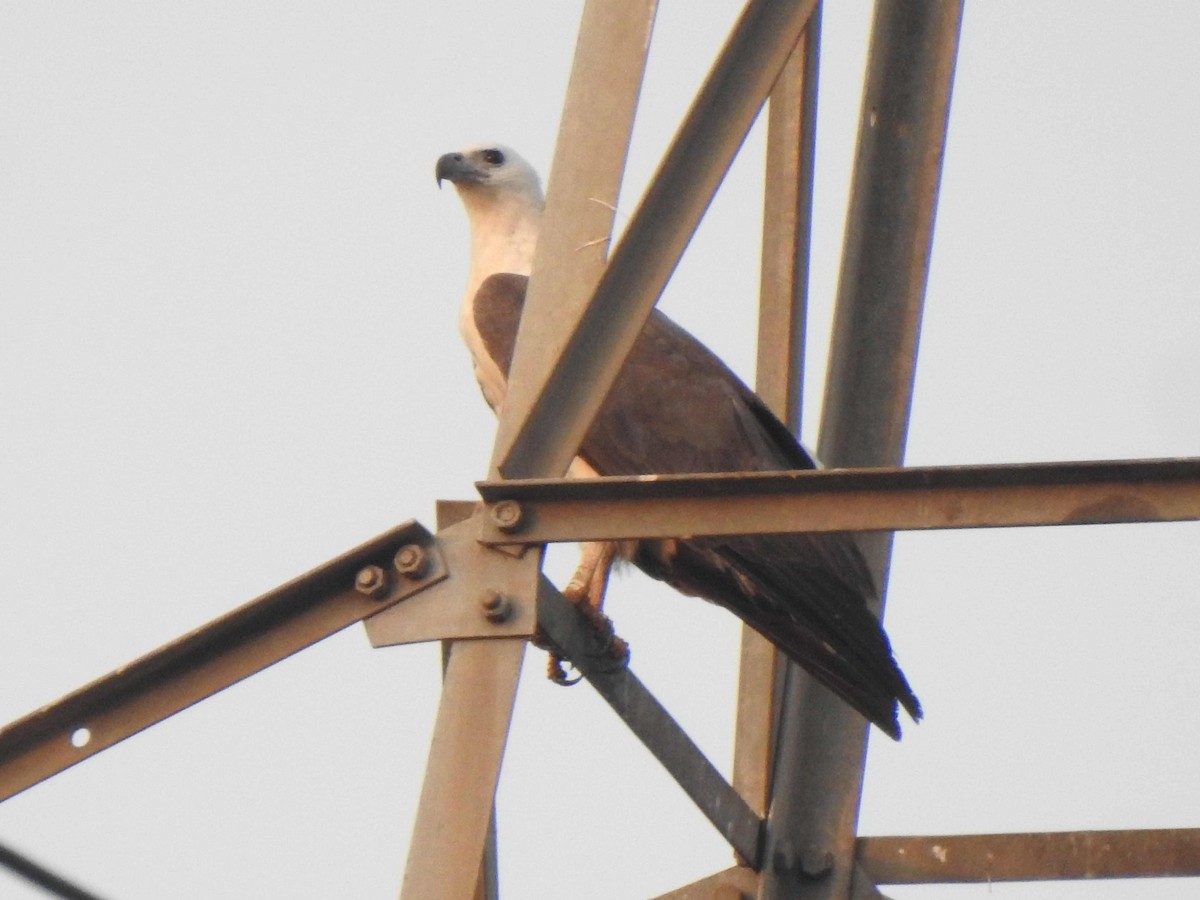 White-bellied Sea-Eagle - ML631561873