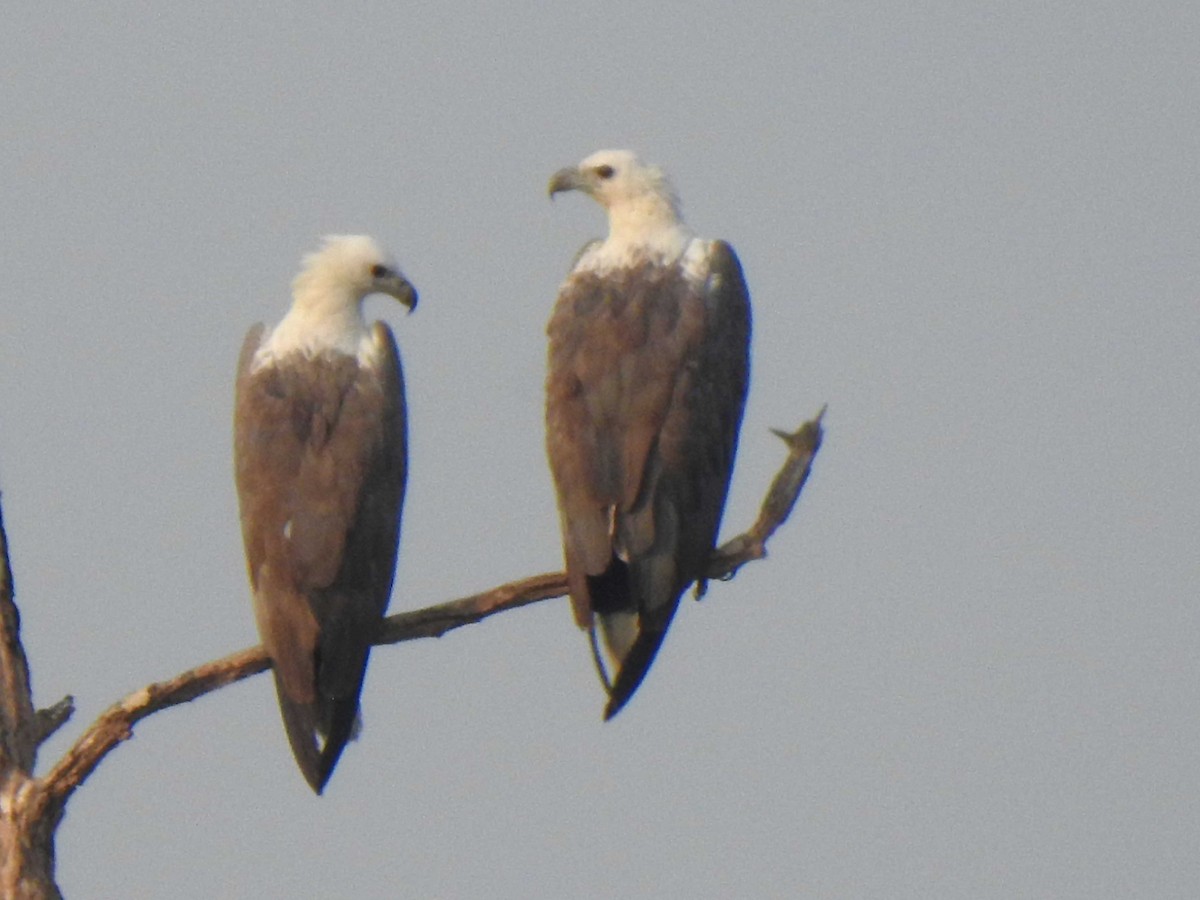 White-bellied Sea-Eagle - ML631561874