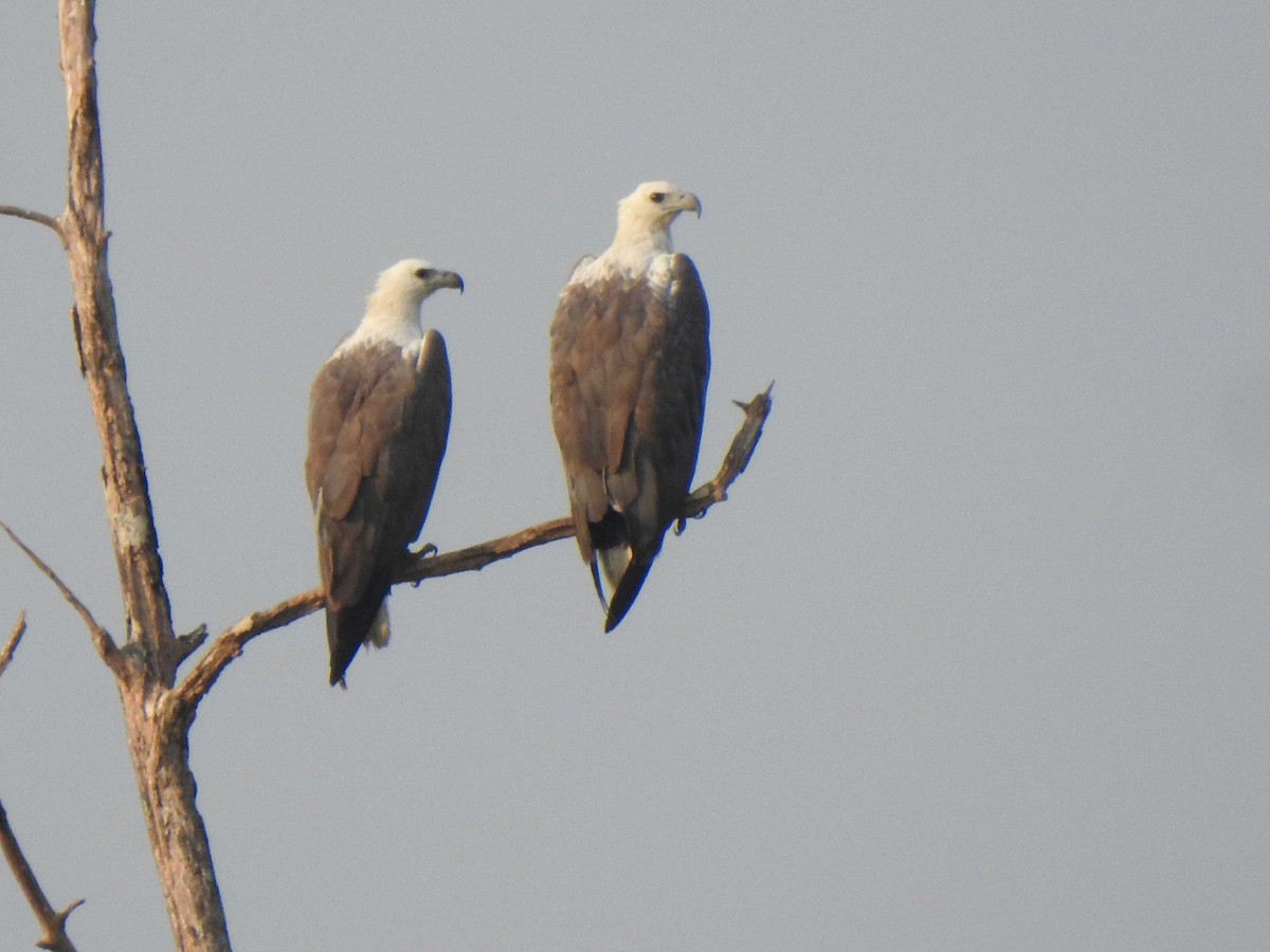 White-bellied Sea-Eagle - ML631561875