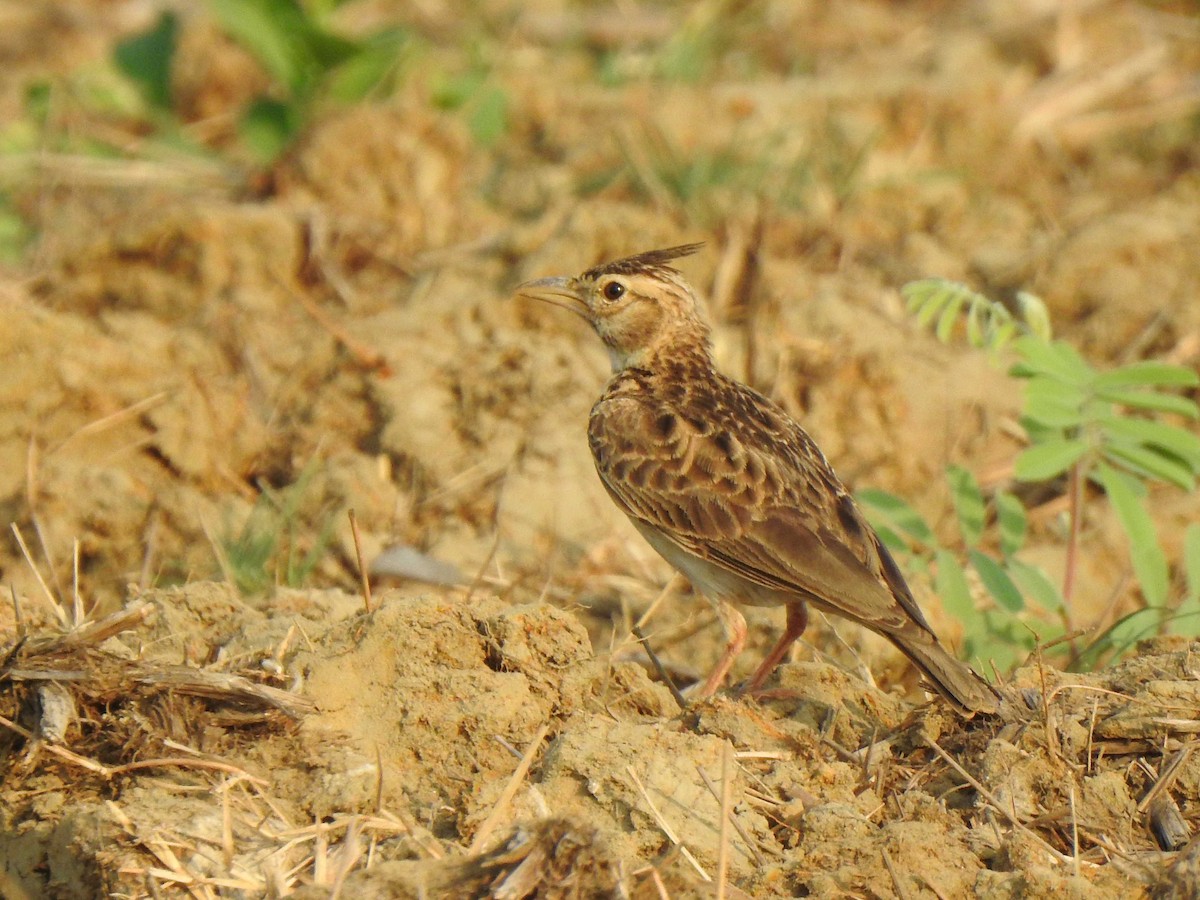 Malabar Lark - ML631561882
