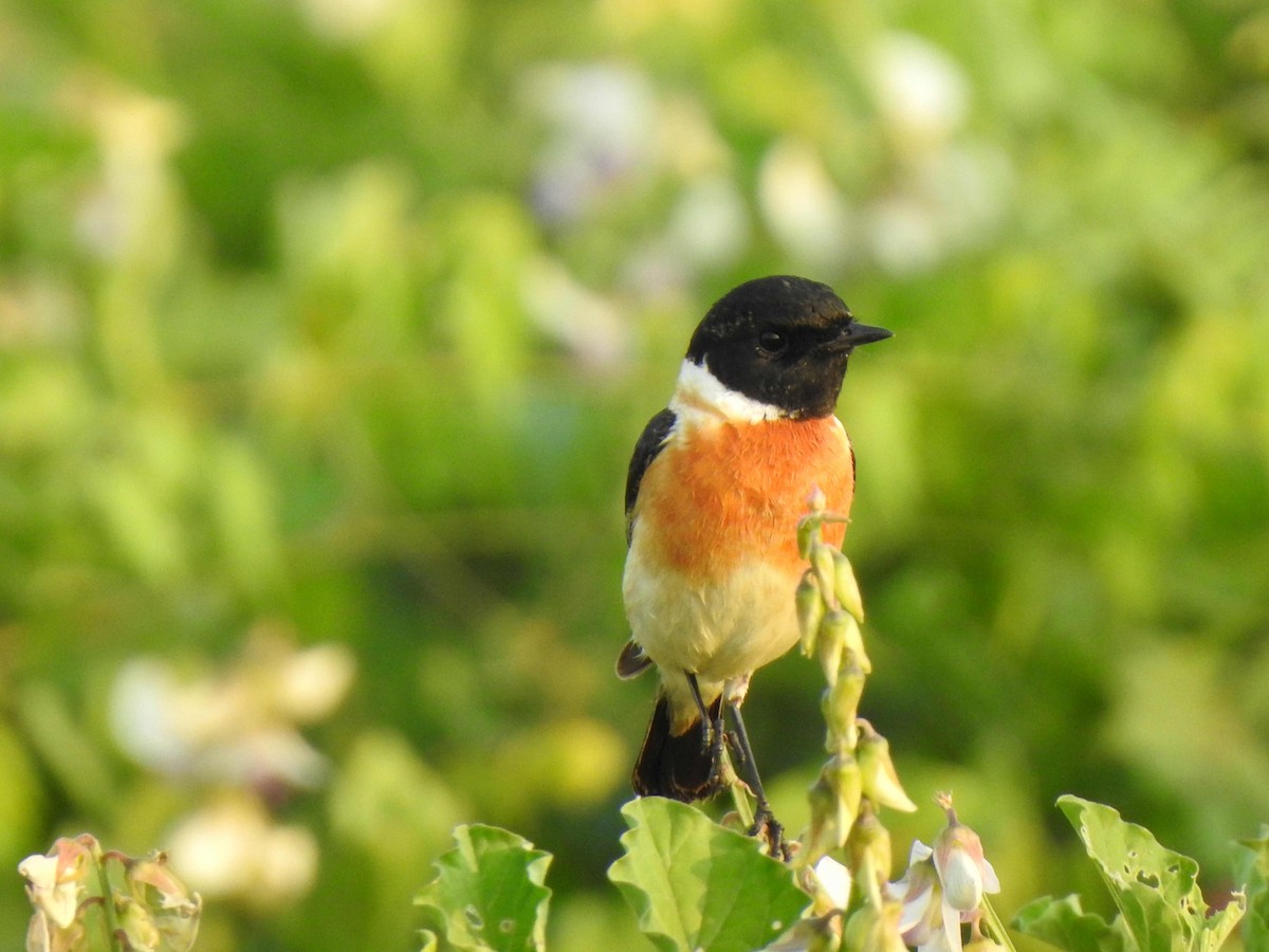 Siberian Stonechat - ML631561890