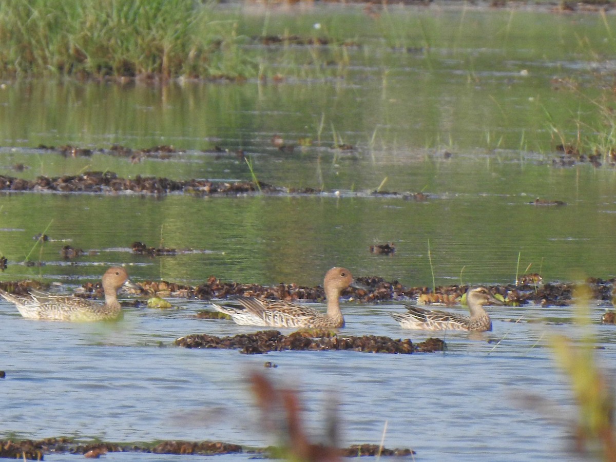 Indian Spot-billed Duck - ML631561913