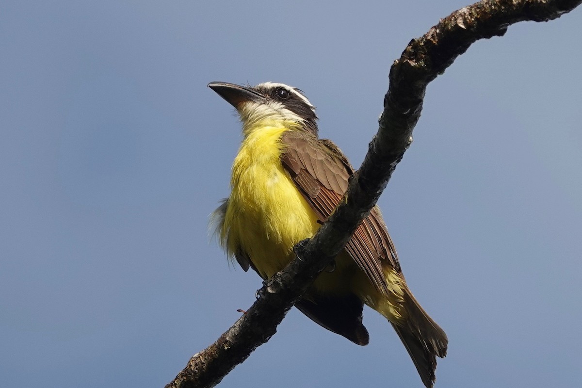 Boat-billed Flycatcher - ML631561983