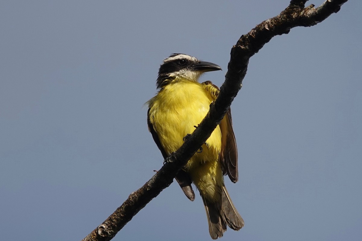 Boat-billed Flycatcher - ML631561990