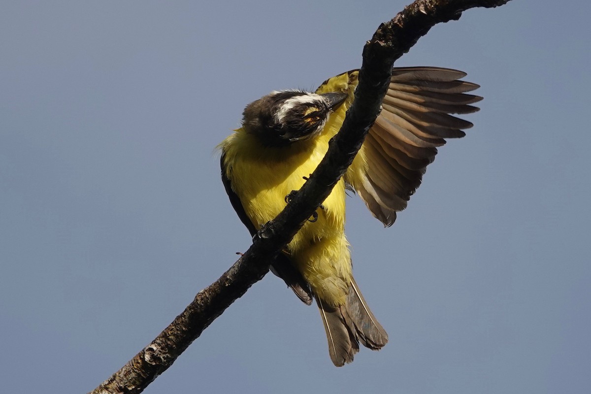 Boat-billed Flycatcher - ML631562002