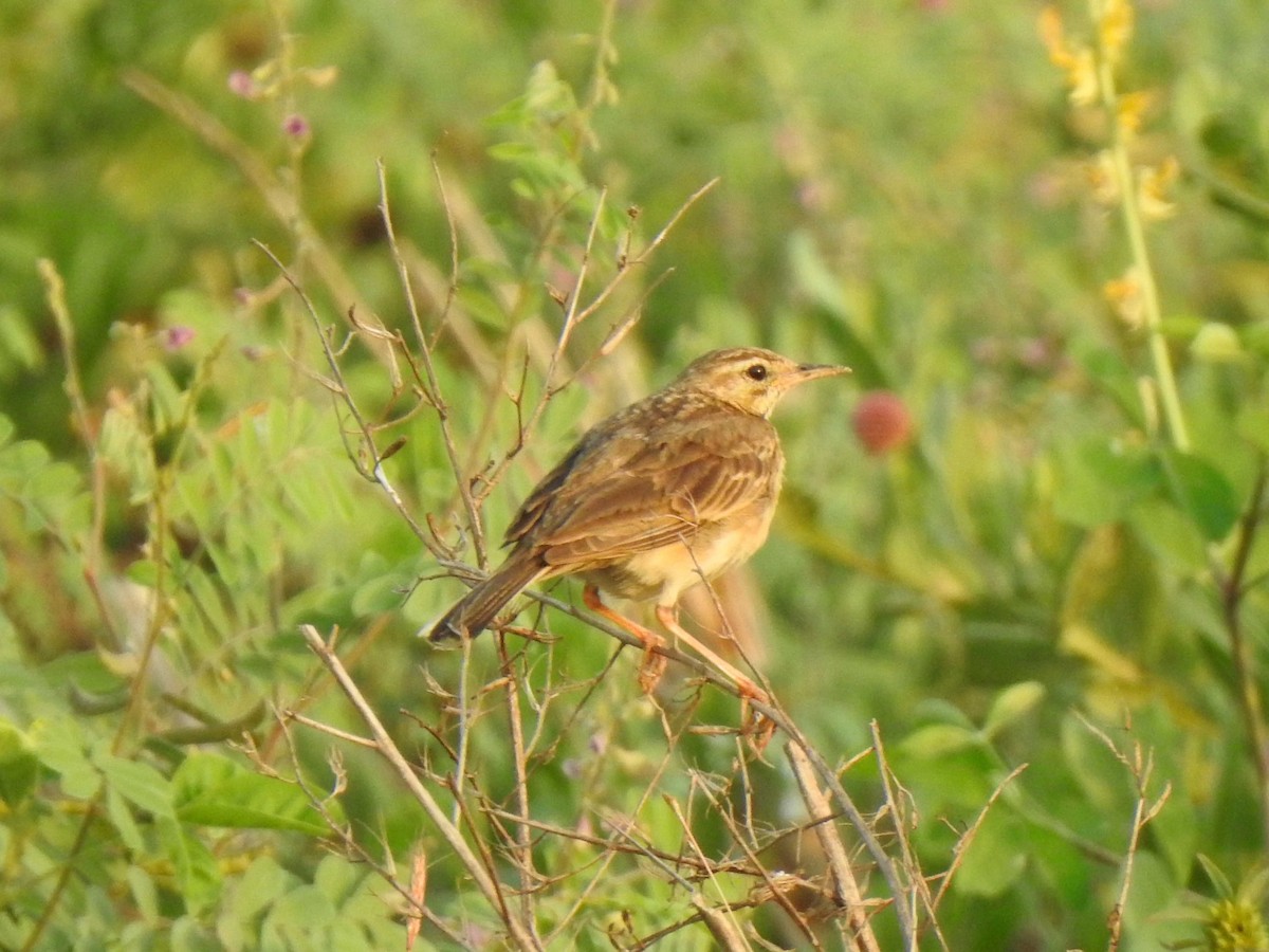 Paddyfield Pipit - ML631562019