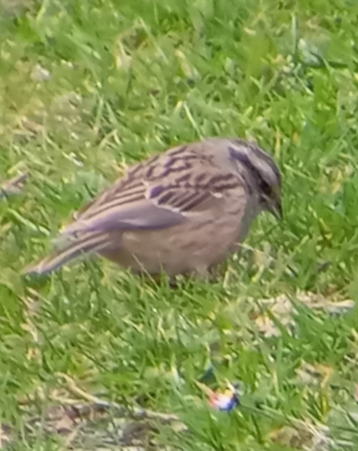 Rock Bunting - ML631562021