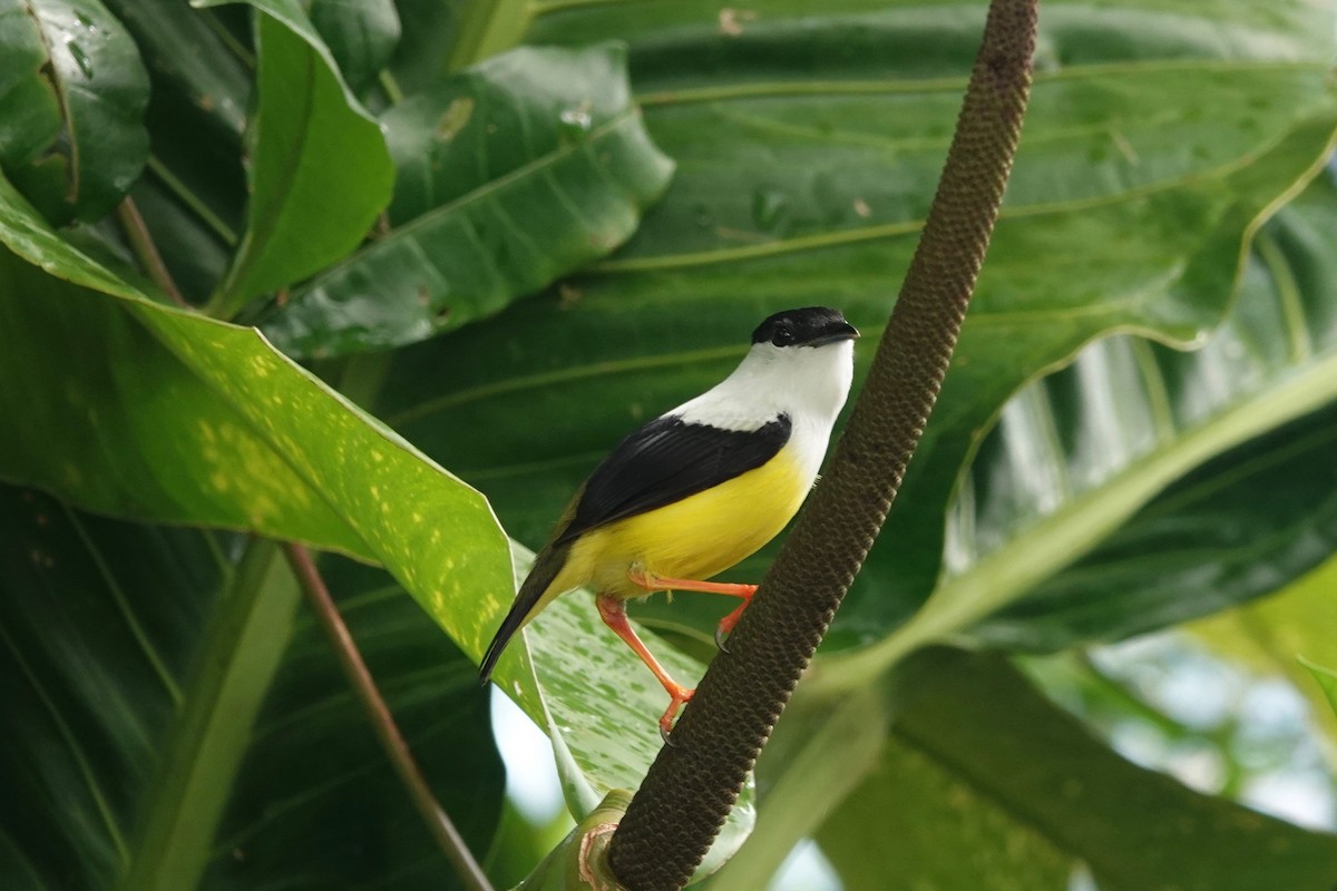 White-collared Manakin - ML631562092