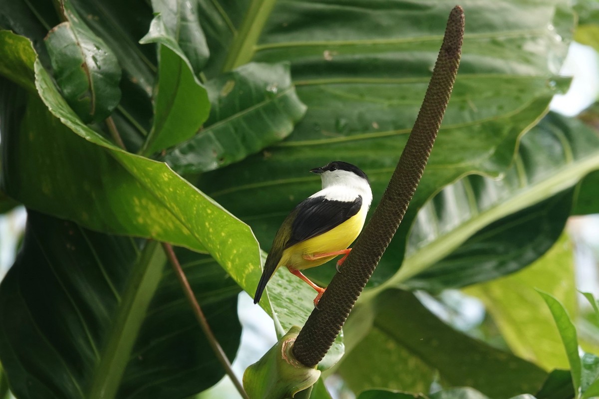 White-collared Manakin - ML631562094