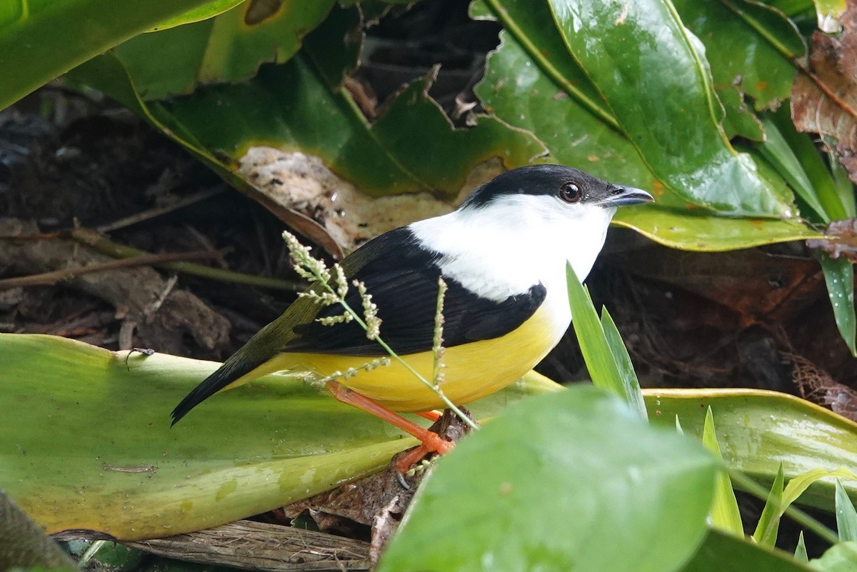 White-collared Manakin - ML631562098