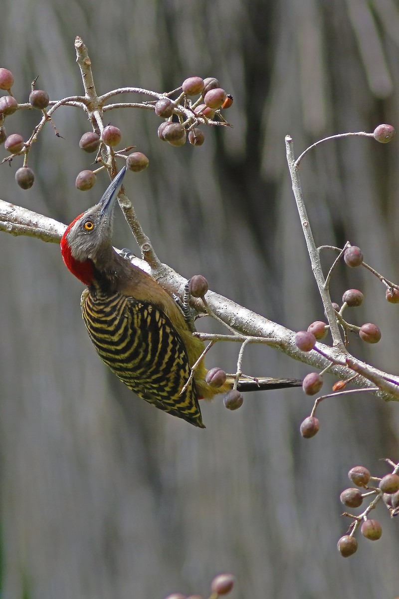 Hispaniolan Woodpecker - ML631562203