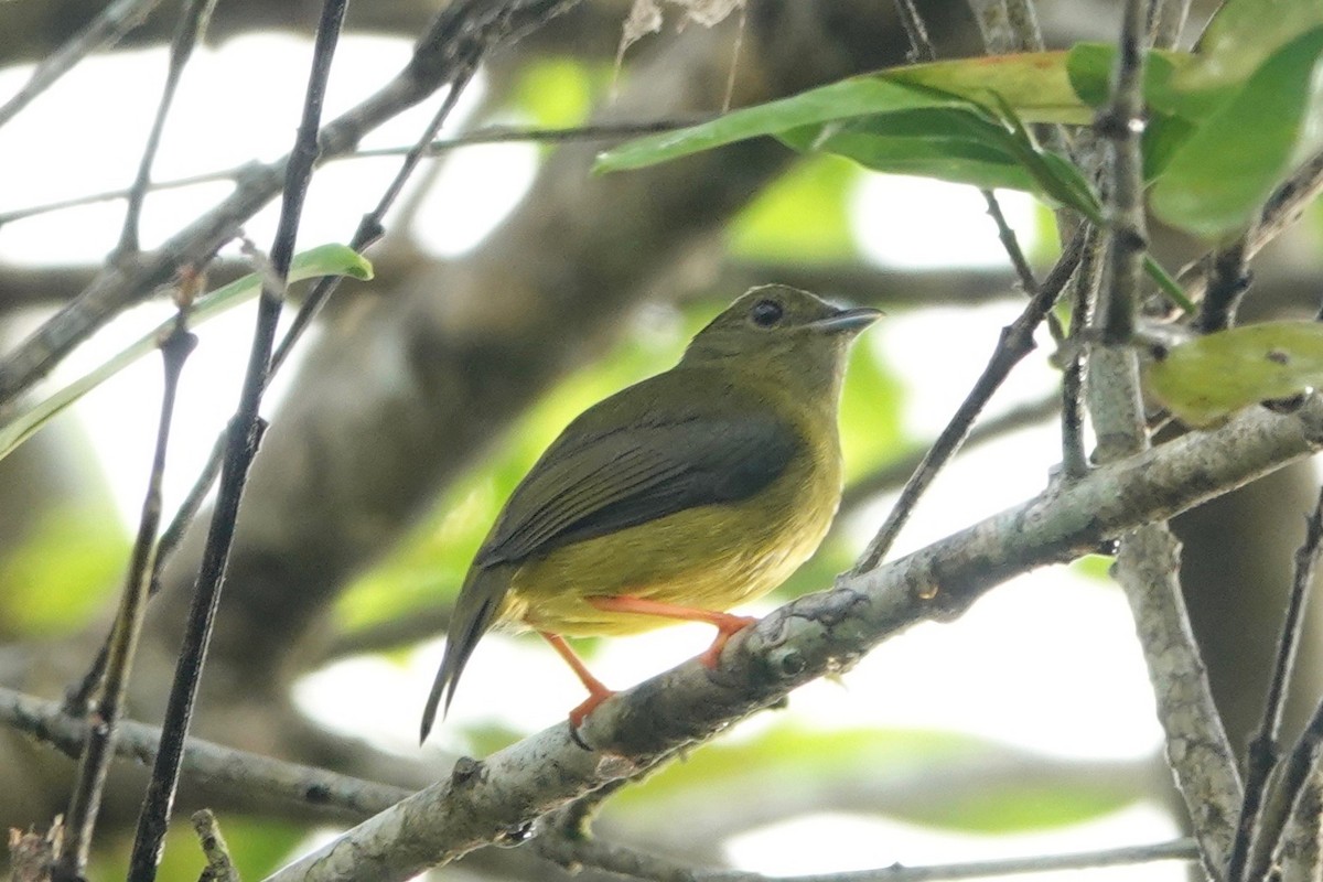 White-collared Manakin - ML631562210