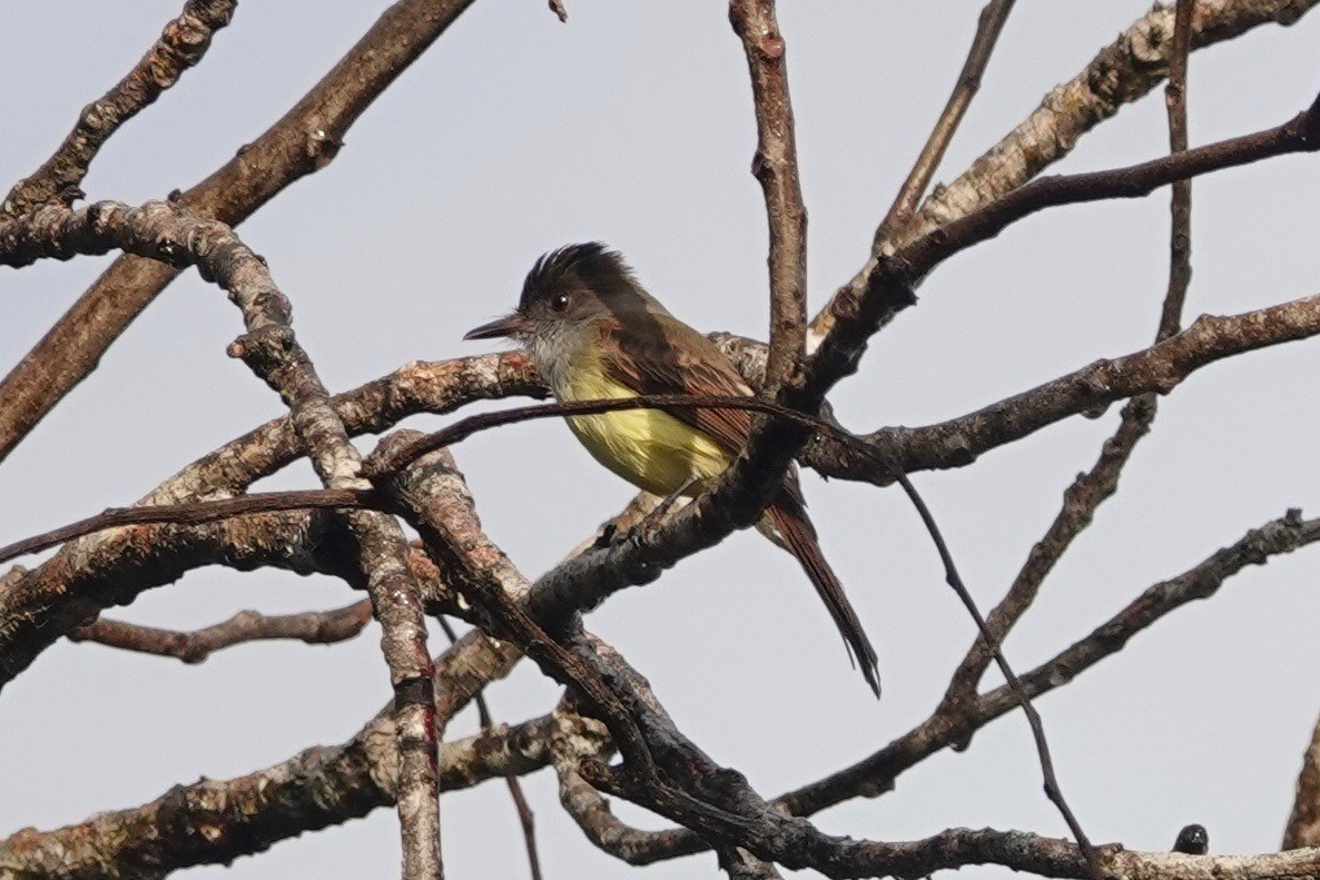 Dusky-capped Flycatcher - ML631562223