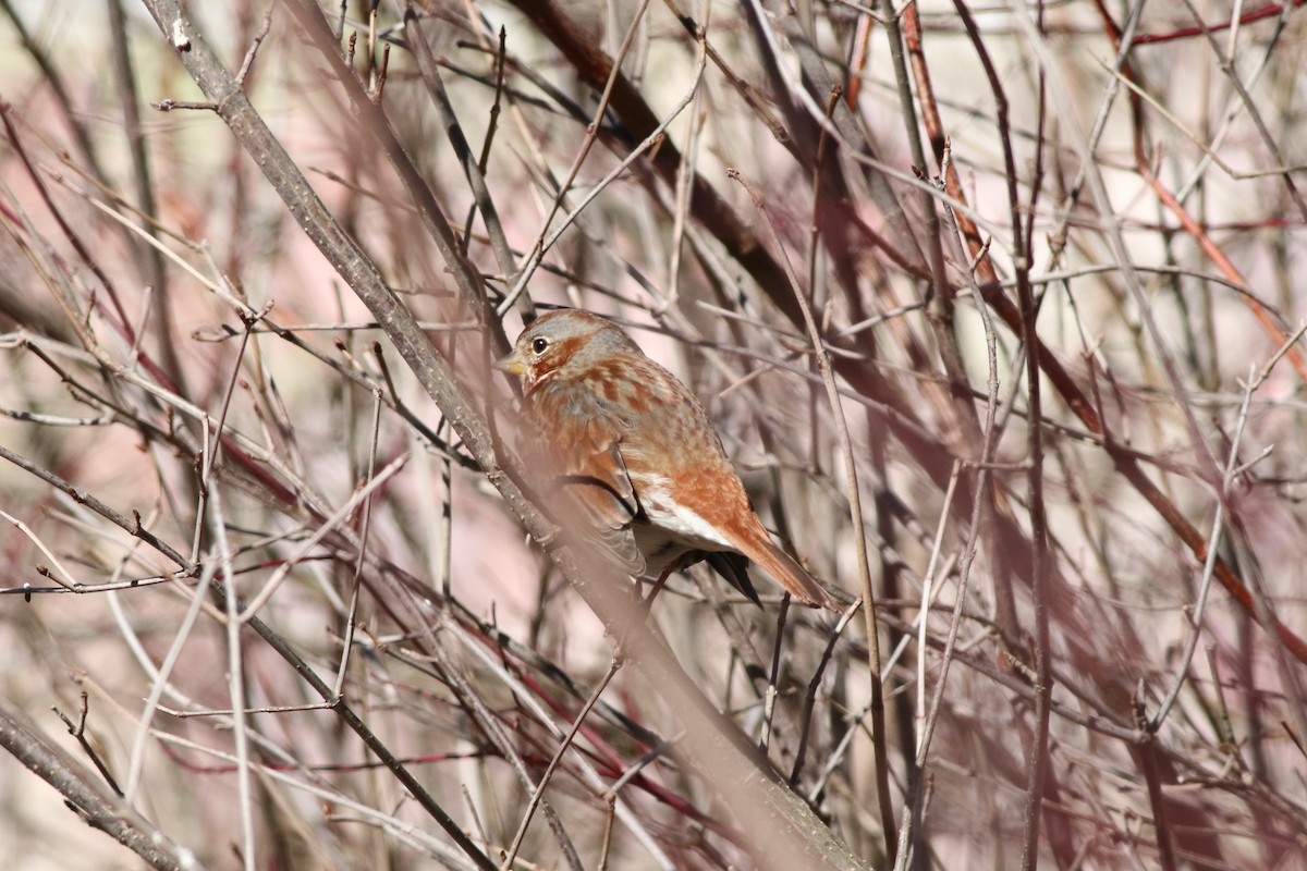 Fox Sparrow - ML631562284