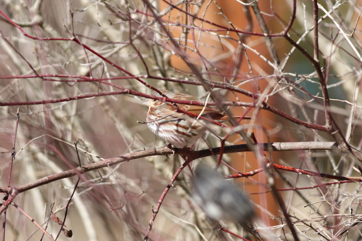 Fox Sparrow - ML631562285
