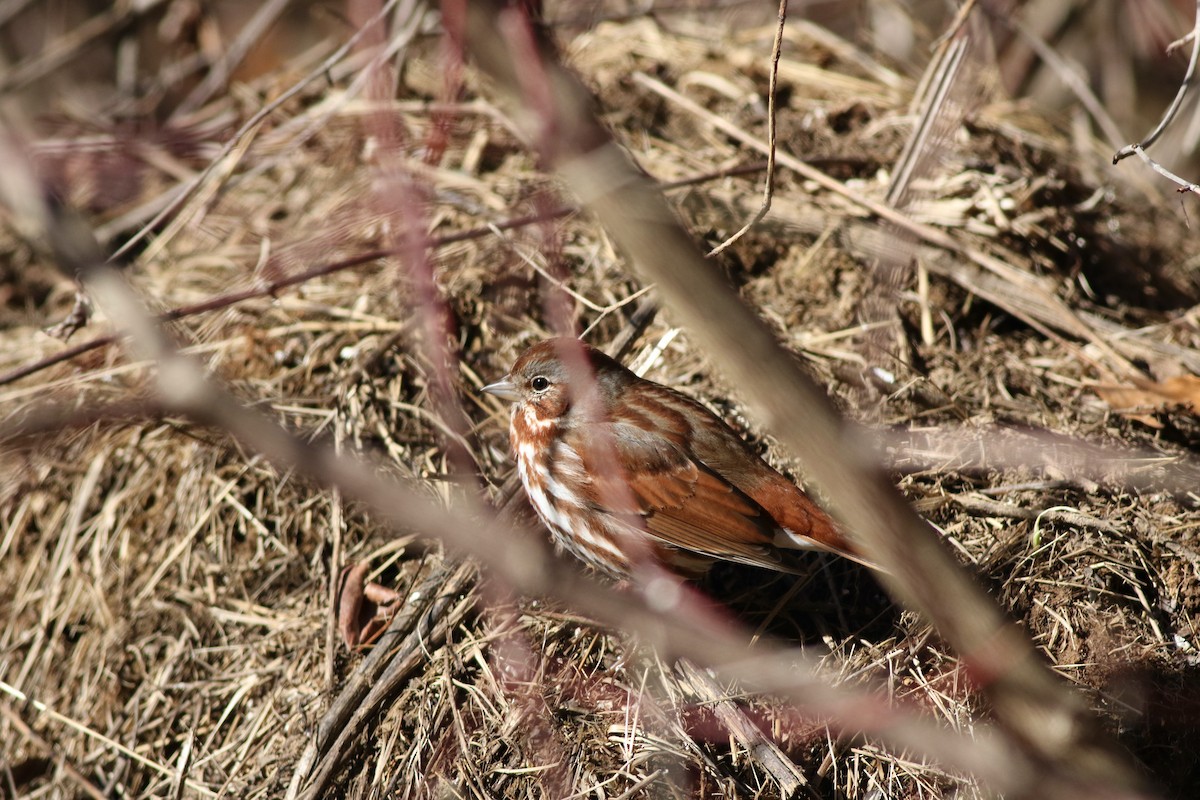 Fox Sparrow - ML631562286
