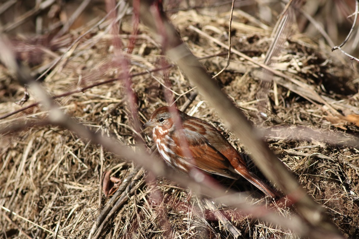 Fox Sparrow - ML631562287