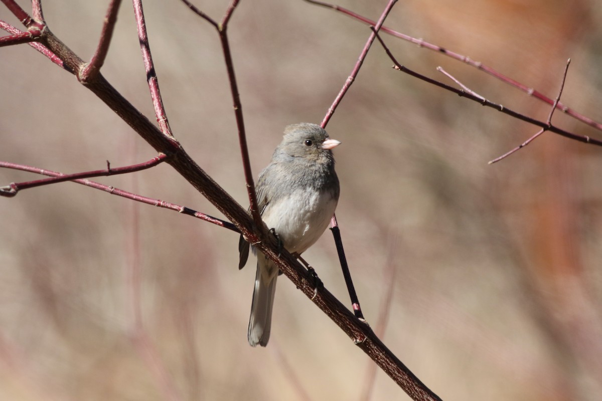 Dark-eyed Junco - ML631562290