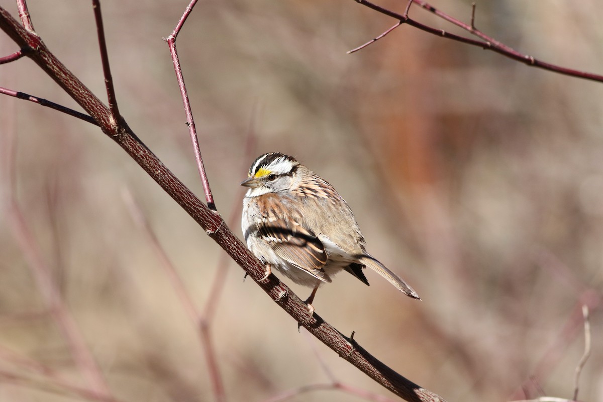 White-throated Sparrow - ML631562301
