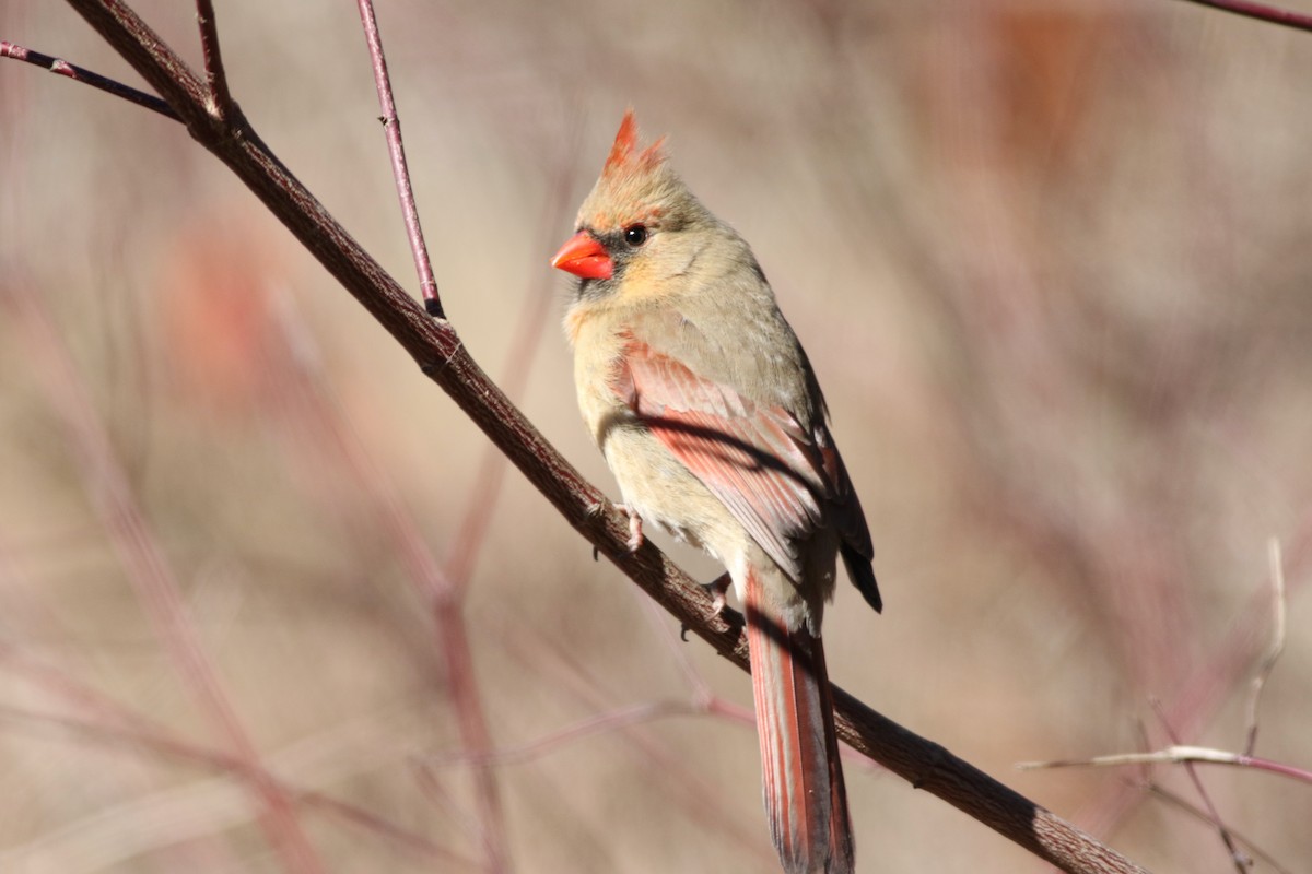 Northern Cardinal - ML631562307