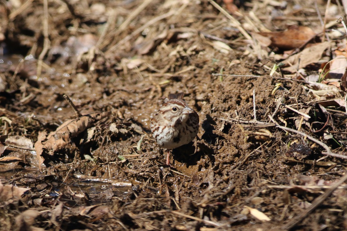 Song Sparrow - ML631562313