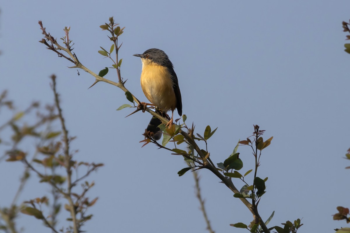 Ashy Prinia - ML631562379