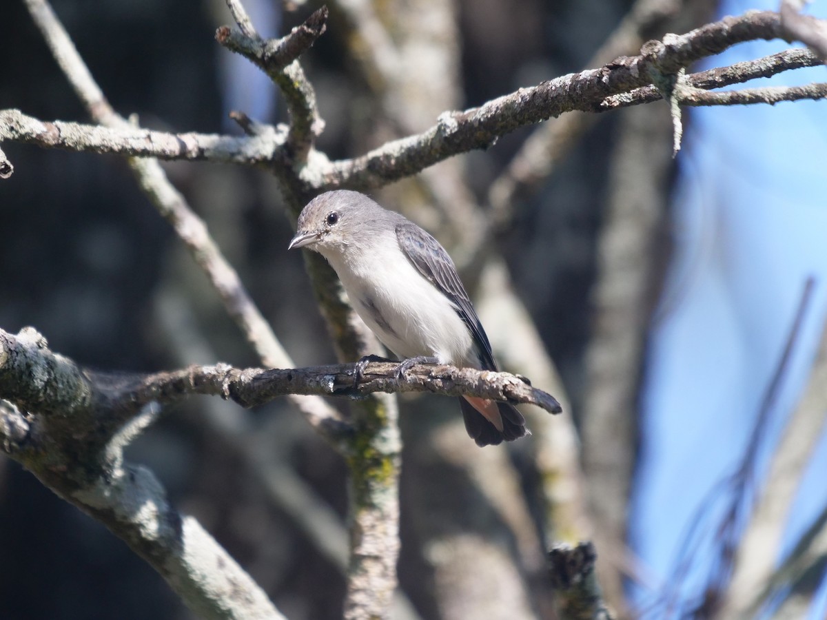 Mistletoebird - ML631562431