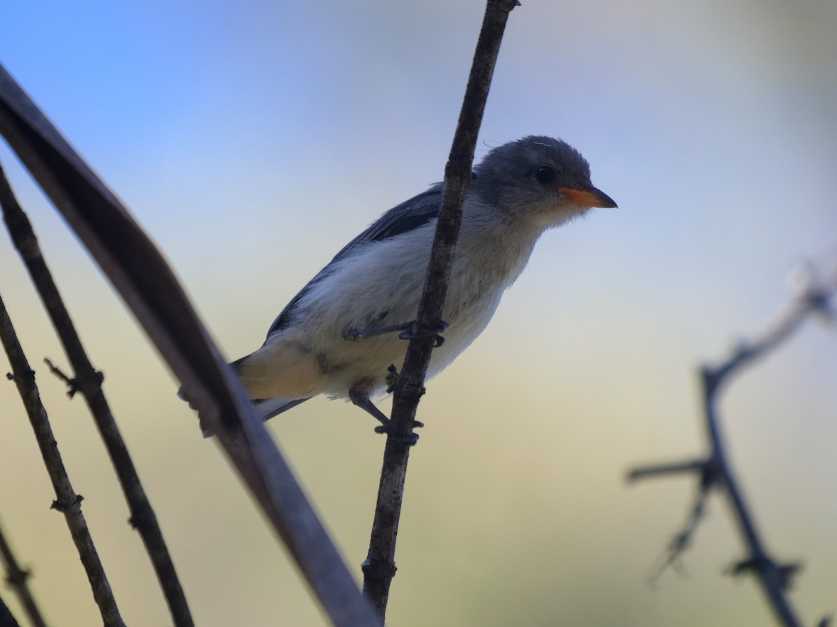 Mistletoebird - ML631562432