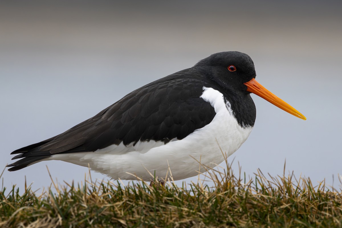 Eurasian Oystercatcher - ML631562544